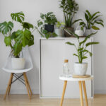 indoor-plants-studio